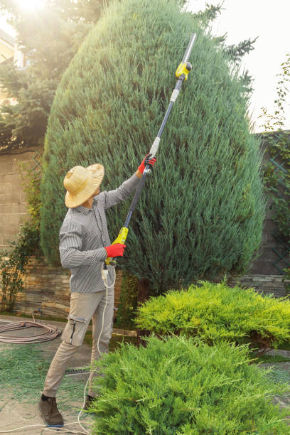 Trusted West Grove, PA Tree Removal and Landscaping Services Experts